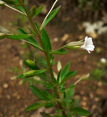 {Mecardonia acuminata}